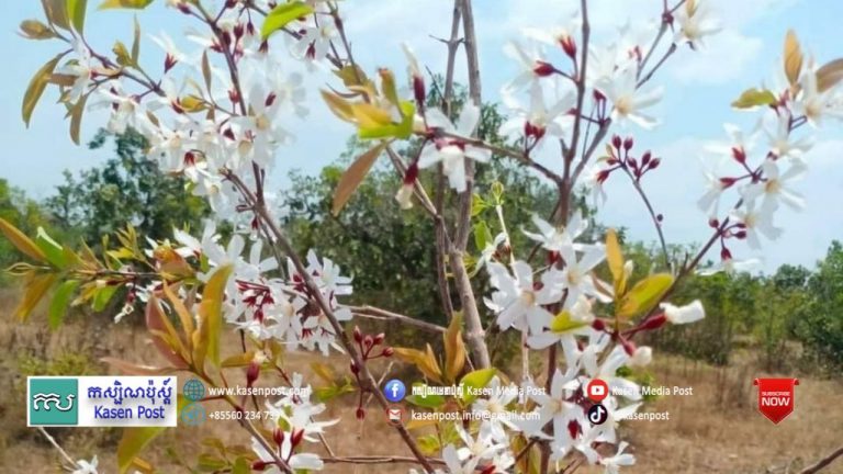 “Lngeang” Khmer wild tree, not only can they use young shoots and beautiful flowers as vegetables, but also many benefits that you should understand!
