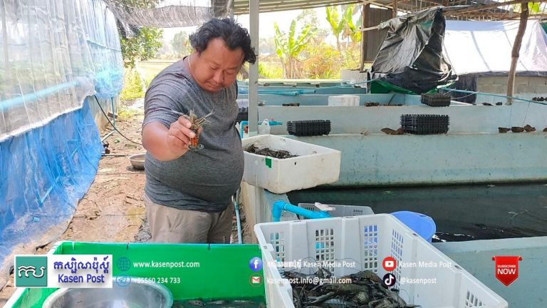 Owners of a shrimp farm in Kampong Chhnang province show their success in network farming